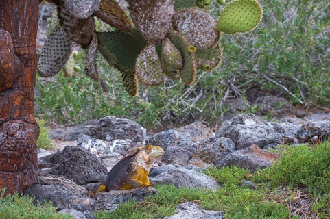 Galapagos Land Iguana (Conolophus subcristatus)