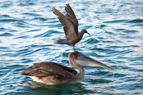 Brown Noddy (Anous stolidus galapagensis) sitting on the head of a Brown Pelican (Pelecanus occidentalis urinator) and trying to steal a fish in its beak during a feeding frenzy
