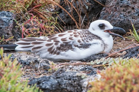 Swallow-tailed Gull (Larus furcatus syn Creagrus furcatus)
