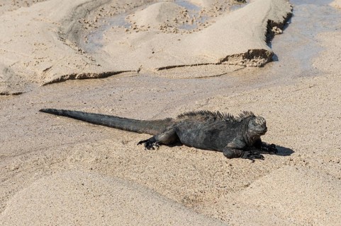 Marine Iguana (Amblyrhynchus cristatus hassi)