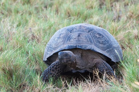 Galapagos Giant Tortoise (Geochelone elephantophus vandenburgi)