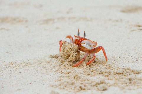Ghost crab (Ocypode Gaudichaudii)