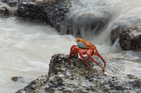 Sally Lightfoot crab (Grapsus grapsus)