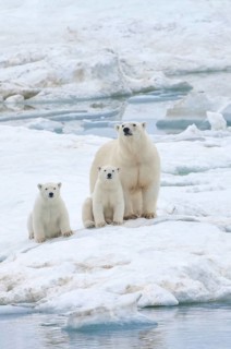 Polar Bears (Ursus maritimus) walking on an ice floe near Wrangel Island