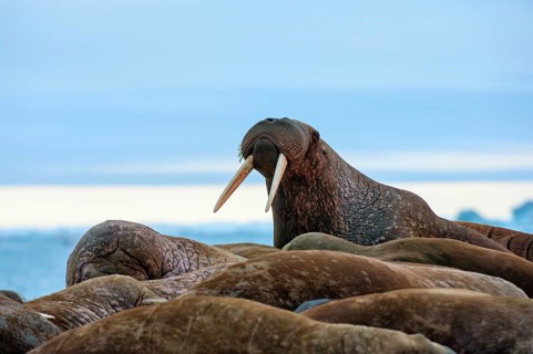 Group of Walruses (Odobenus rosmarus)