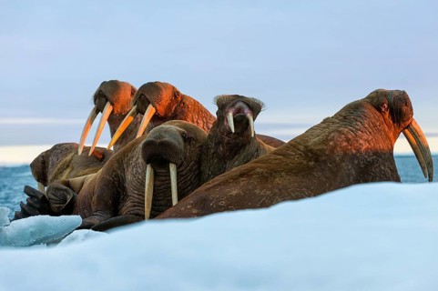 Group of Walruses (Odobenus rosmarus) in the evening light