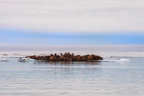 Group of Walruses (Odobenus rosmarus) resting on an ice floe