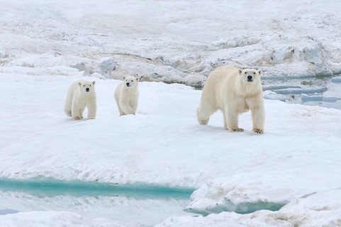 Polar Bears (Ursus maritimus) walking on an ice floe near Wrangel Island