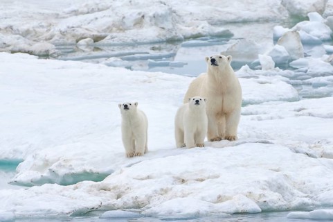 Polar Bears (Ursus maritimus) standing on an ice floe near Wrangel Island