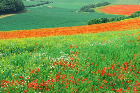 Field of red poppies (Papaver rhoeas)