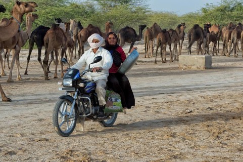Fakirani old man and woman riding motorbike in front of dromedary herd