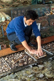 Employee of a restaurant removing seafood from a glass tank