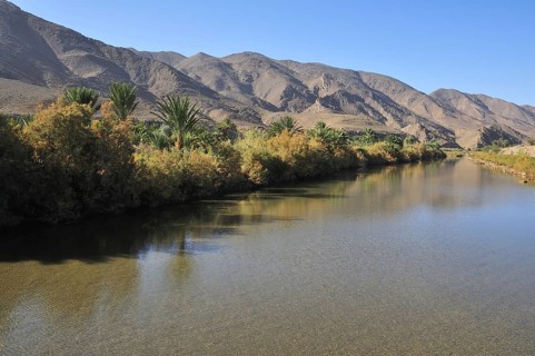 Date palms (Phoenix dactylifera) on the banks of the Draa River at Agdz