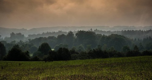 Hilly landscape with a forest and meadows
