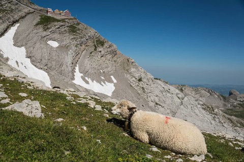 Sheep in the Alps