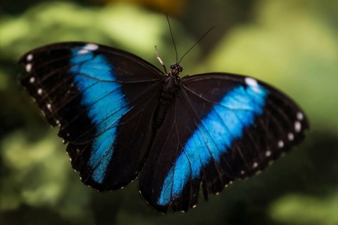 Peleides Blue Morpho