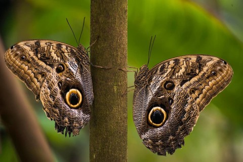 Two Forest Giant Owl butterflies (Caligo eurilochus)