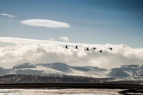 Swans in flight in front of Mount Hekla