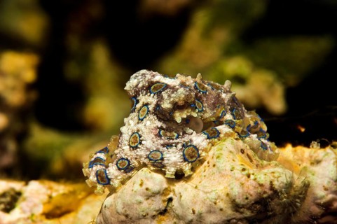 Greater Blue Ringed Octopus (Hapalochlaena lunulata)