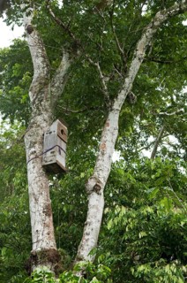 Nesting box for macaws developed by researchers at the Ara-research project