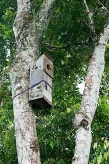 Nesting box for macaws developed by researchers at the Ara-research project