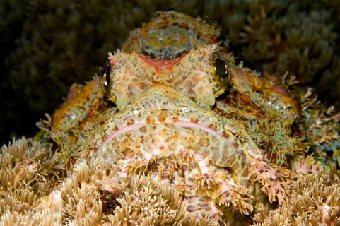 Tassled Scorpionfish (Scorpaenopsis oxycephala)