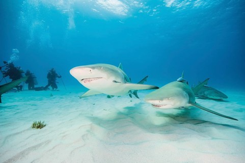 Two Atlantic Lemon Sharks (Negaprion brevirostris)