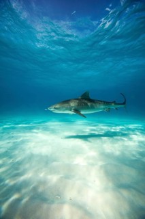 Tiger Shark (Galeocerdo cuvier)