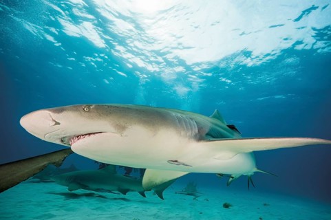 Atlantic Lemon Shark (Negaprion brevirostris)