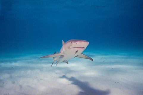 Atlantic Lemon Shark (Negaprion brevirostris) with a Remora (Echeneidae)