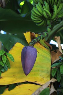 Banana plant (Musa sp.) growing in a banana plantation