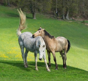 Two horses in a meadow