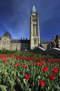 Tulips in front of Peace Tower and Parliament buildings