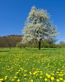 Flowering Pear Tree (Pyrus)