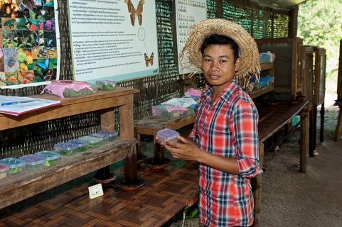 Lepidopterist with plastic boxes for breeding caterpillars in Banteay Srey Butterfly Centre BBC