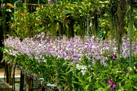 Orchid farm