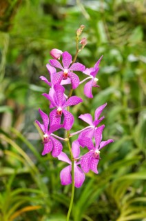 Tropical Orchid (Orchidaceae)