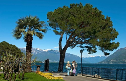 Promenade with palm and pine trees on Lake Maggiore