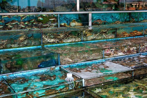 Glass tanks in a restaurant with fish and seafood