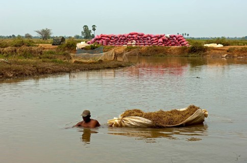 Man up to his neck in a river while transporting rice straw in a floating bag