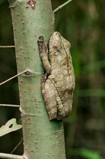 Manaus slender-legged tree frog (Osteocephalus taurinus) in sleeping position on a tree trunk