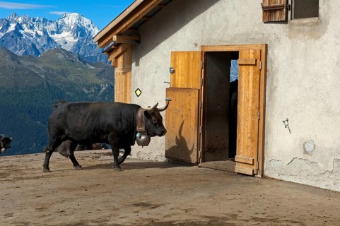Herens cow entering a stable