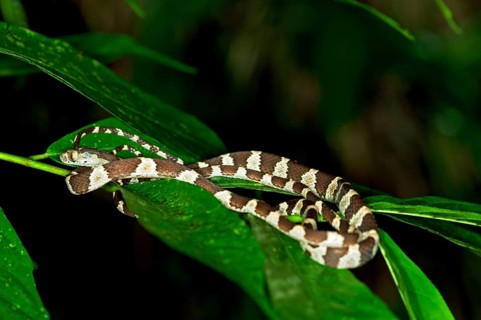 Amazon Basin Tree Snake (Imantodes lentiferus) on leaves