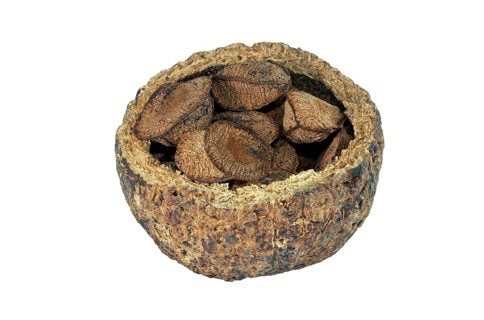 Opened capsule fruit with brazil nuts