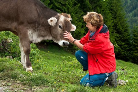 Hiker stroking a Tyrolean Grey Cattle calf
