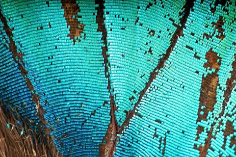 Scales of a butterfly wing from a Meander Prepona (Archaeoprepona meander)