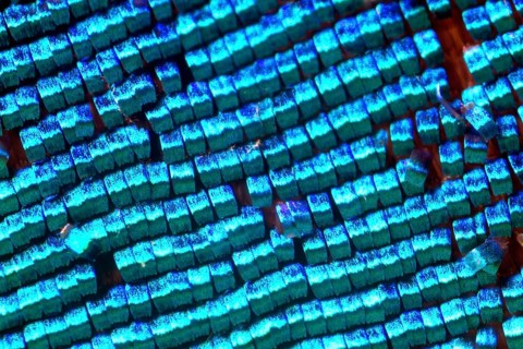Scales of a butterfly wing from a Meander Prepona (Archaeoprepona meander)