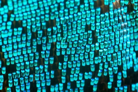 Scales of a butterfly wing from a Meander Prepona (Archaeoprepona meander)