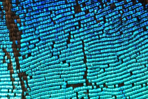 Scales of a butterfly wing from a Meander Prepona (Archaeoprepona meander)
