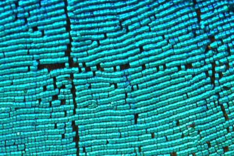 Scales of a butterfly wing from a Meander Prepona (Archaeoprepona meander)